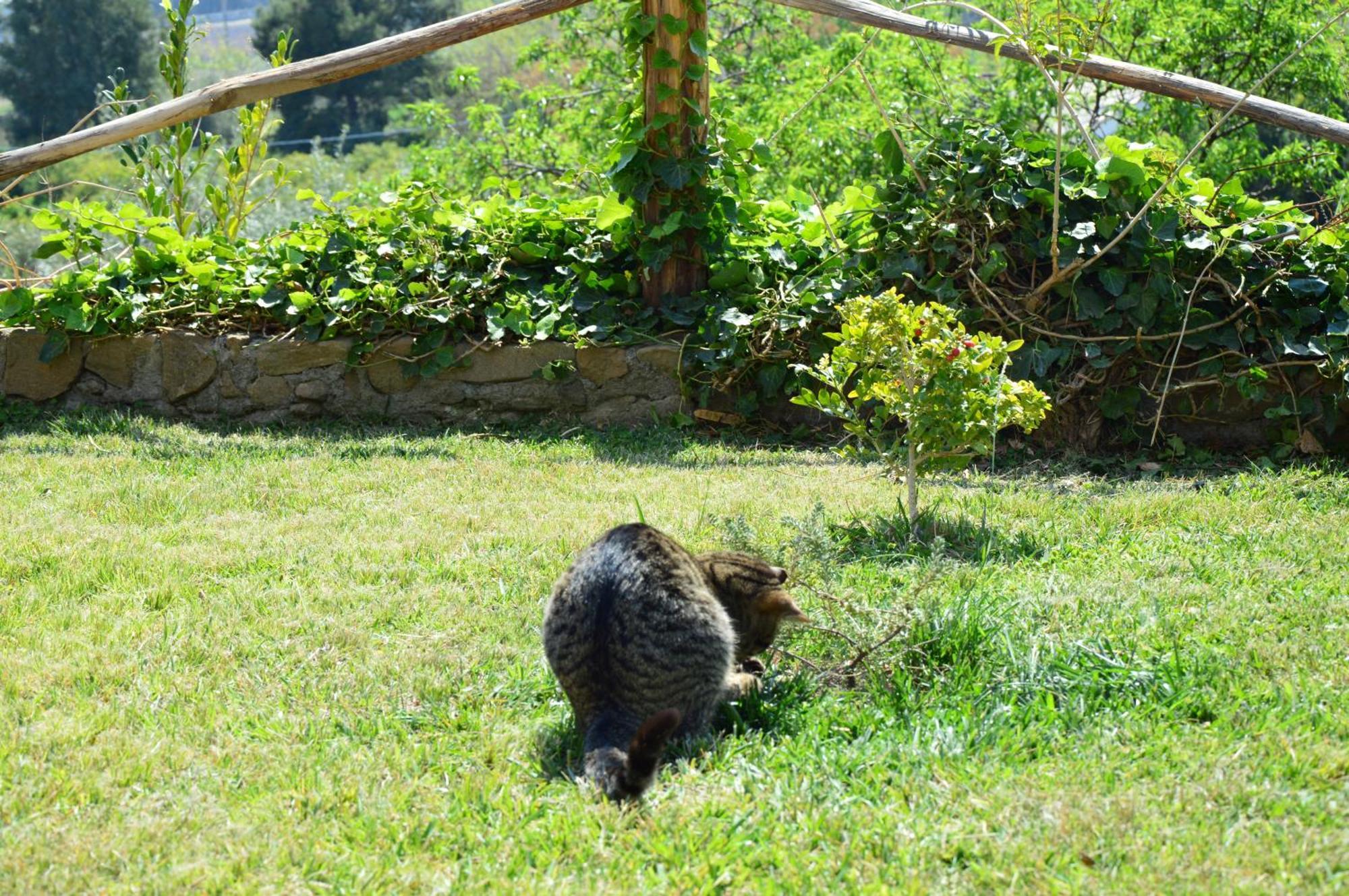 Antico Borgo Etneo Country Hotel Calatabiano Buitenkant foto